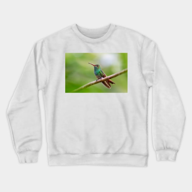 Rufous-tailed hummingbird - Costa Rica Crewneck Sweatshirt by Jim Cumming